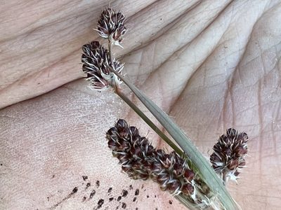 Luzula multiflora
