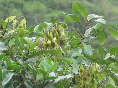 Dalbergia obovata, photographed by Tony Rebelo