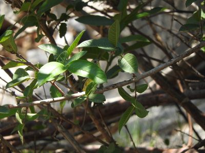 Psidium guajava, photographed by Oscar Alejandro Morales Juárez