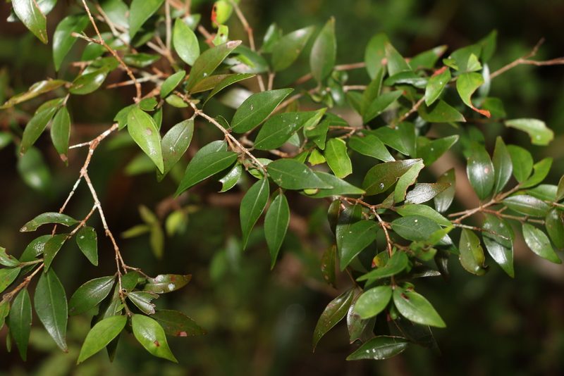 Uromyrtus lamingtonensis, photographed by Greg Tasney