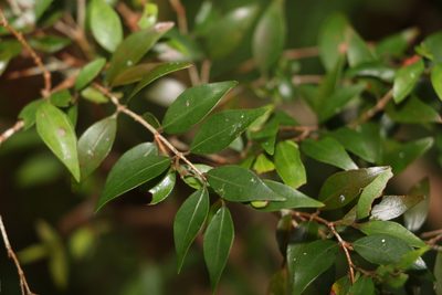 Uromyrtus lamingtonensis, photographed by Greg Tasney