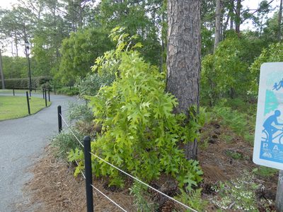 Quercus laevis, photographed by Morgan Freese