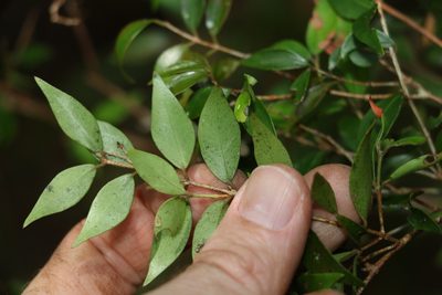 Uromyrtus lamingtonensis, photographed by Greg Tasney
