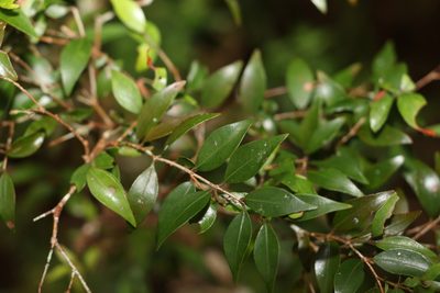 Uromyrtus lamingtonensis, photographed by Greg Tasney