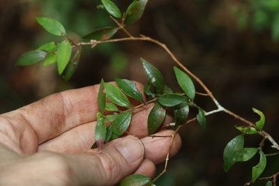 Uromyrtus lamingtonensis, photographed by Greg Tasney