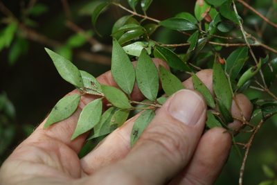 Uromyrtus lamingtonensis, photographed by Greg Tasney