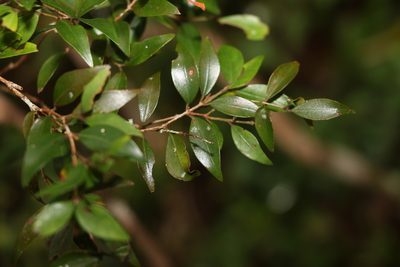 Uromyrtus lamingtonensis, photographed by Greg Tasney
