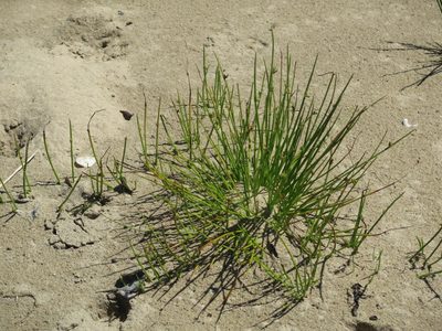 Cyperus laevigatus, photographed by Tony Rebelo