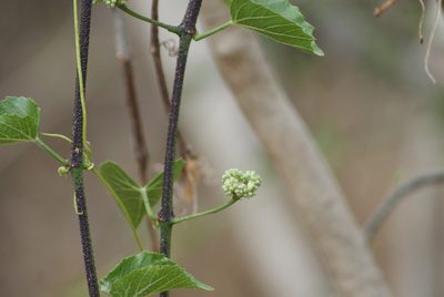 Cissus verticillata, photographed by Jordi Martínez Martínez