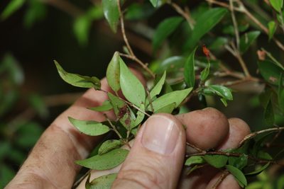 Uromyrtus lamingtonensis, photographed by Greg Tasney