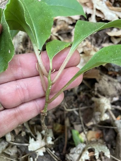 Schisandra glabra, photographed by Eli Dickerson