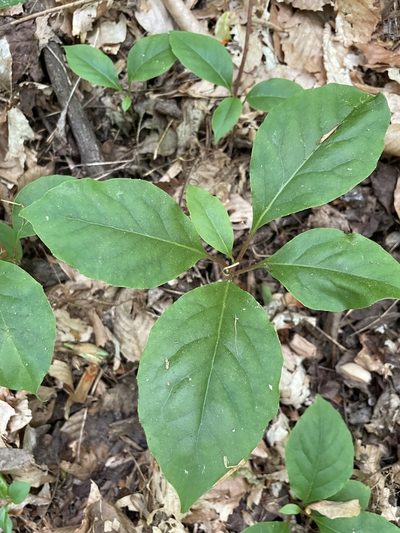 Schisandra glabra, photographed by Eli Dickerson