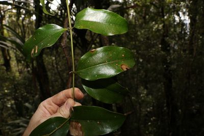 Ripogonum album, photographed by Greg Tasney