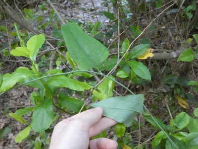 Smilax glauca, photographed by Morgan Freese