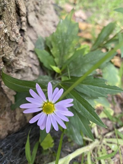Aster indicus, photographed by 古淑玲
