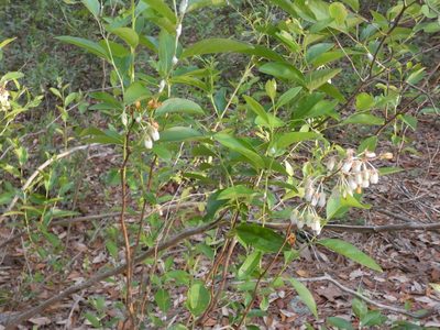 Lyonia mariana, photographed by Morgan Freese