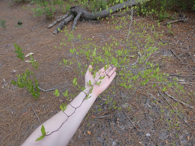 Litsea aestivalis, photographed by Morgan Freese