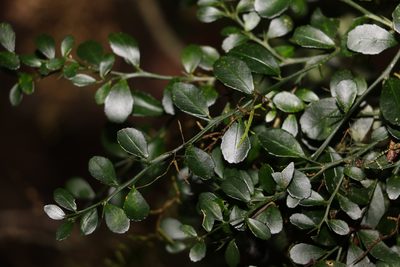 Citrus australasica, photographed by Greg Tasney