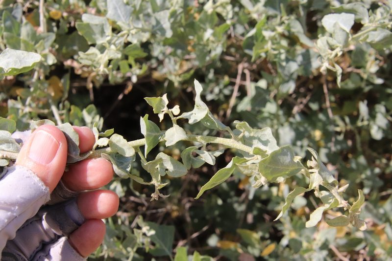 Atriplex lentiformis, photographed by Millie Basden
