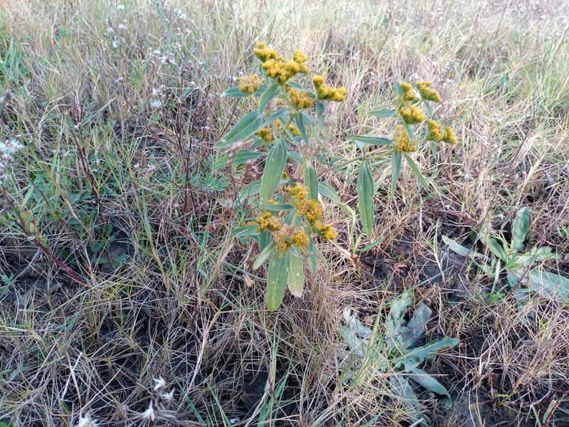 Flaveria bidentis, photographed by Bahiano Ayala