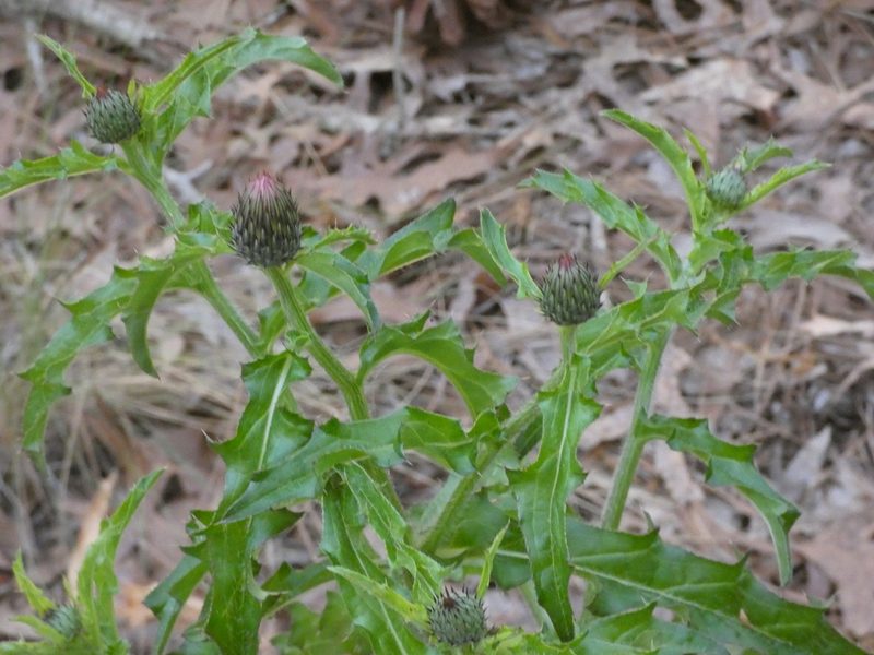 Cirsium repandum, photographed by Morgan Freese