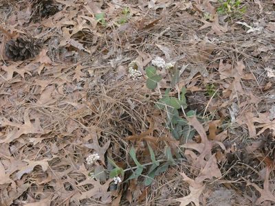 Asclepias humistrata, photographed by Morgan Freese