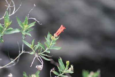 Bouvardia ternifolia, photographed by Jordi Martínez Martínez