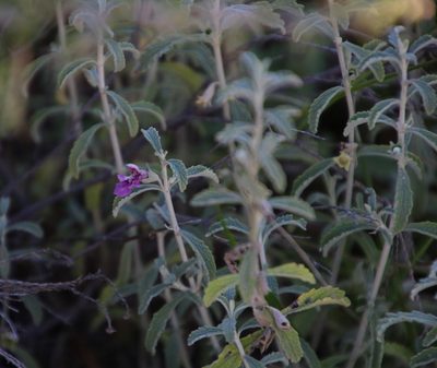 Stachys cuneata, photographed by Tony Rebelo