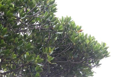 Rhizophora mucronata, photographed by Tony Rebelo