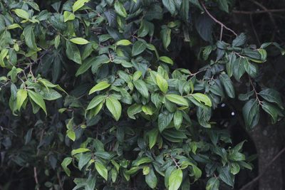 Turraea floribunda, photographed by Tony Rebelo