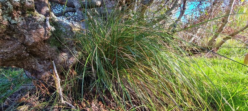 Carex secta, photographed by Halema J