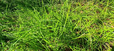 Isolepis prolifera, photographed by Halema J