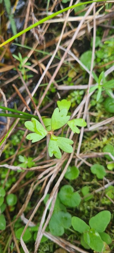 Ranunculus amphitrichus, photographed by Halema J