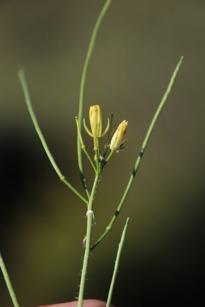 Sisymbrium capense, photographed by Tony Rebelo