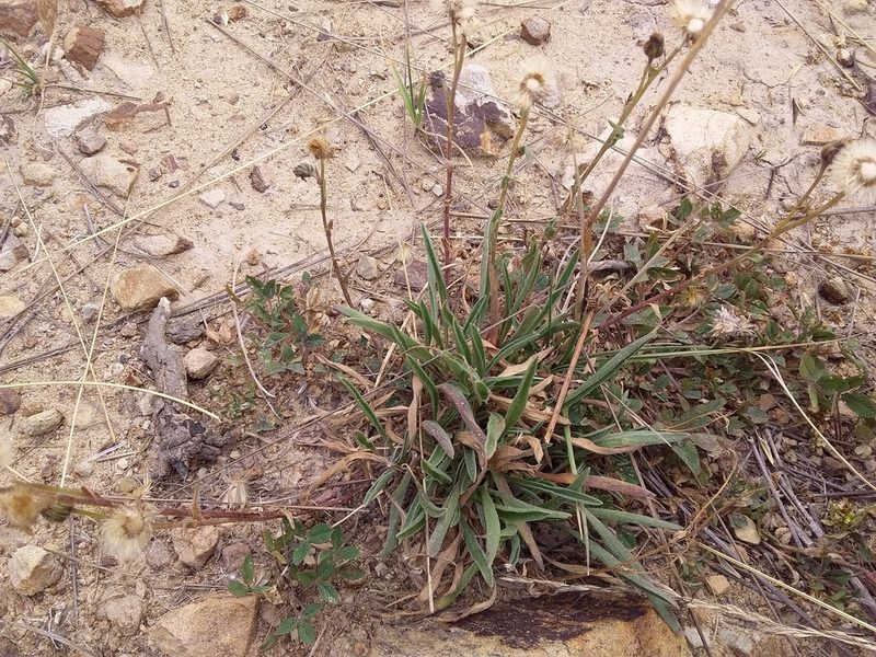 Conyza deserticola, photographed by Humber Alberto
