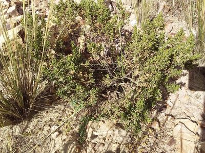 Baccharis tola, photographed by Humber Alberto