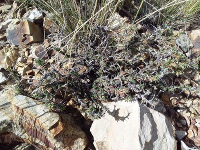 Tetraglochin cristata, photographed by Humber Alberto