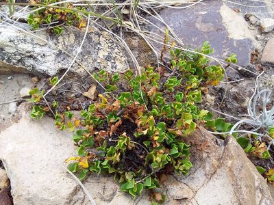Muehlenbeckia volcanica, photographed by Humber Alberto