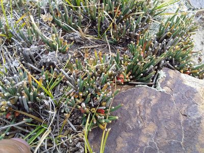 Ephedra rupestris, photographed by Humber Alberto