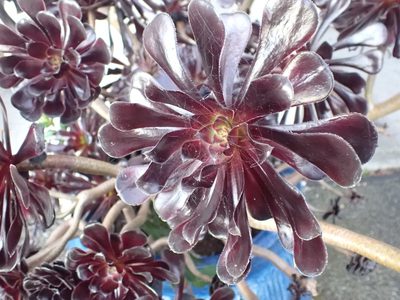 Aeonium arboreum