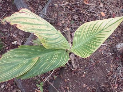Canna indica, photographed by Kelvin Perrie
