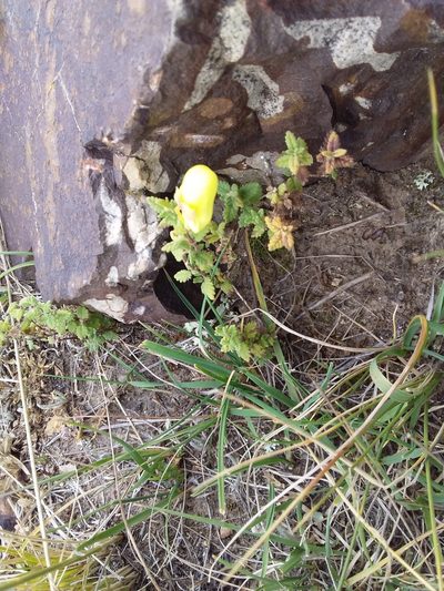 Calceolaria parviflora, photographed by Humber Alberto