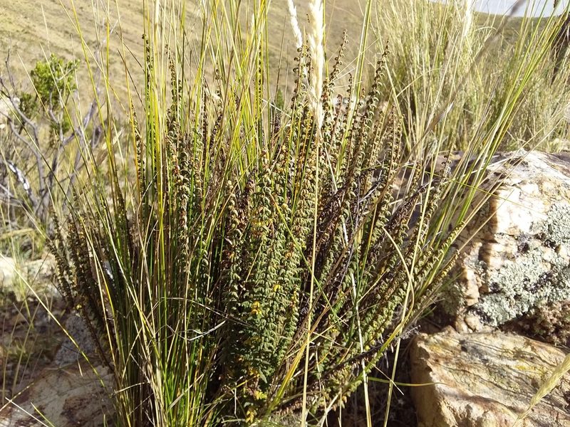 Myriopteris aurea, photographed by Humber Alberto