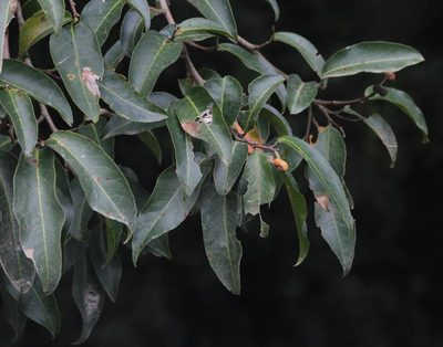 Prunus africana, photographed by Tony Rebelo