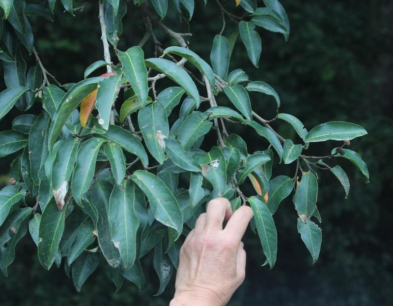 Prunus africana, photographed by Tony Rebelo