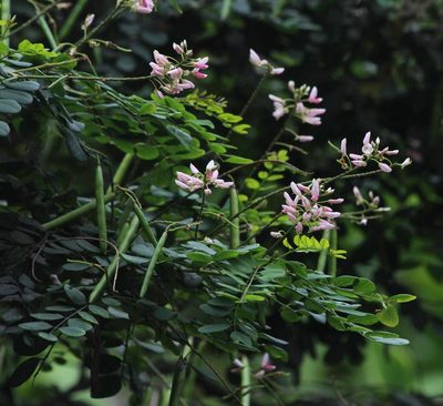 Indigofera jucunda, photographed by Tony Rebelo