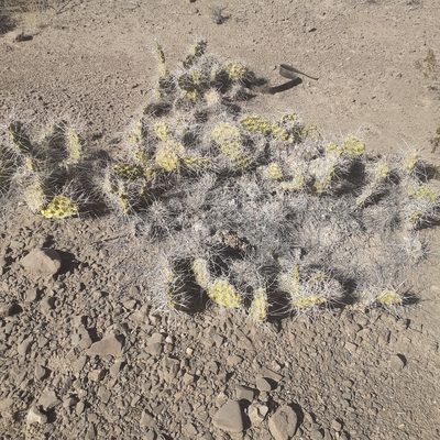 Opuntia sulphurea, photographed by Benjamin Bender