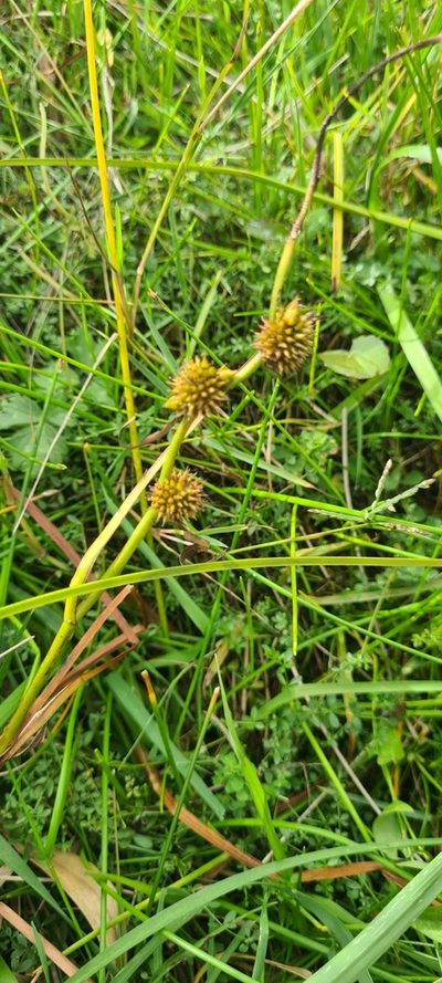 Sparganium subglobosum, photographed by Halema J