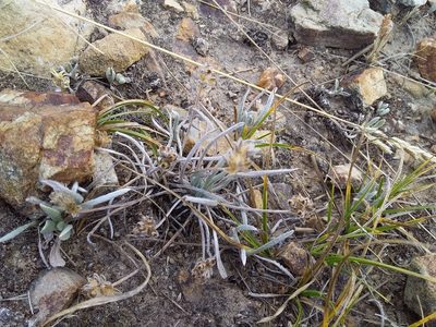 Plantago sericea, photographed by Humber Alberto