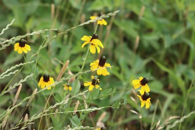 Rudbeckia amplexicaulis, photographed by Rich Sommer
